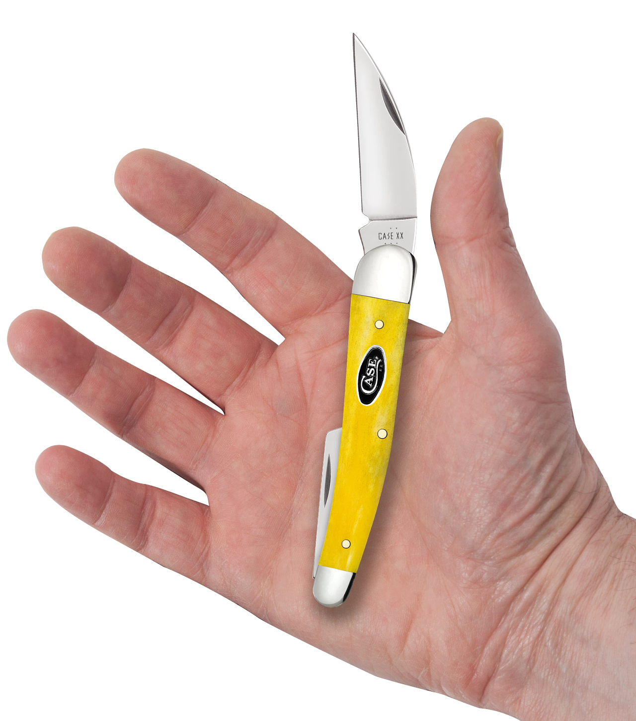 Smooth Yellow Bone Seahorse Whittler